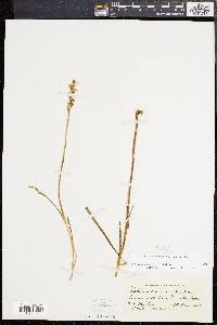 Spiranthes cernua image