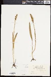 Spiranthes cernua image