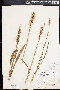 Spiranthes cernua image