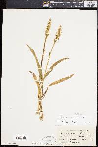 Spiranthes ochroleuca image