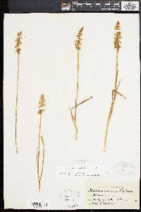 Spiranthes cernua image