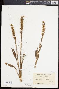 Spiranthes cernua image