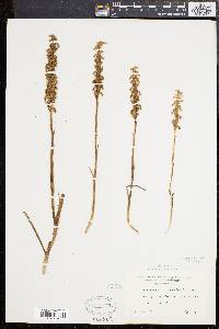 Spiranthes cernua image