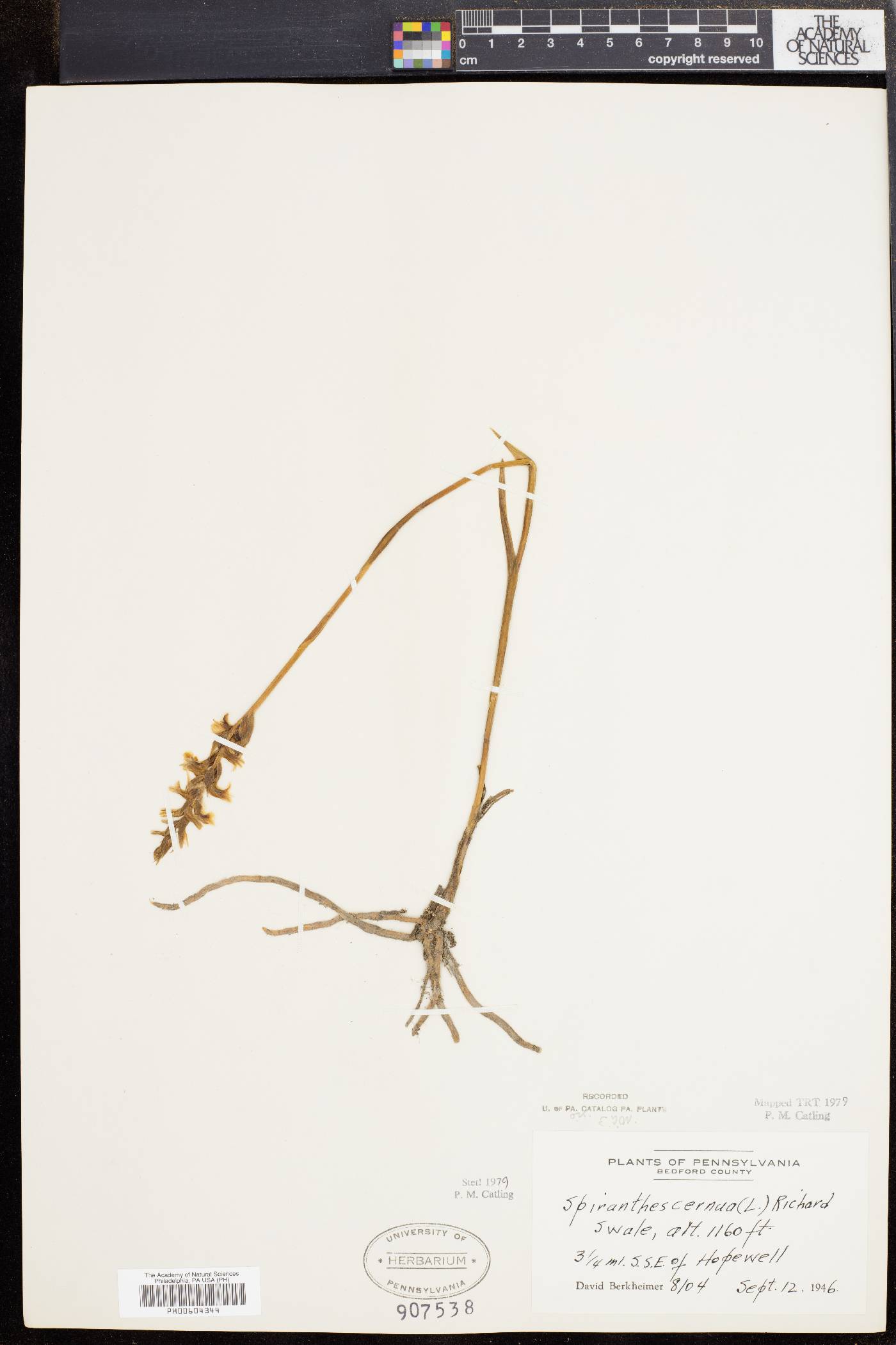 Spiranthes ochroleuca image