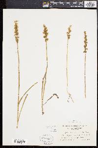 Spiranthes cernua image