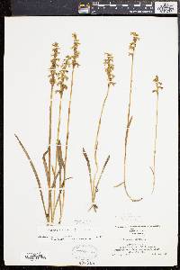 Spiranthes cernua image