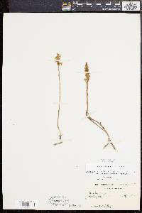 Spiranthes cernua image