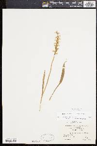 Spiranthes cernua image