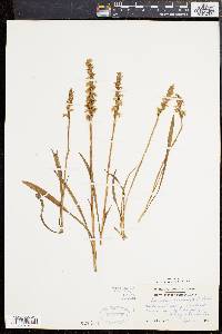 Spiranthes cernua image