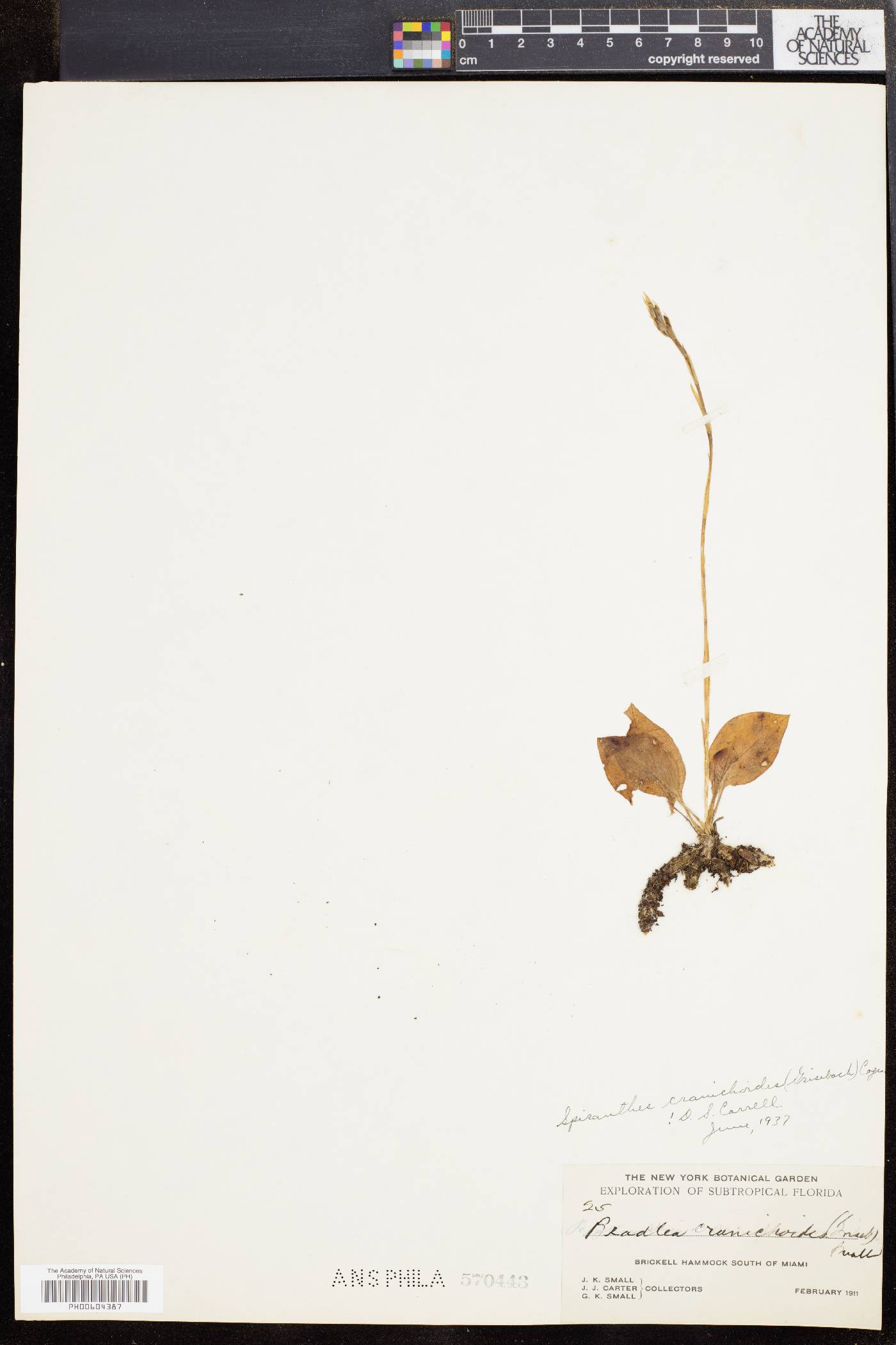 Cyclopogon cranichoides image