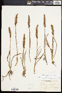 Spiranthes ochroleuca image