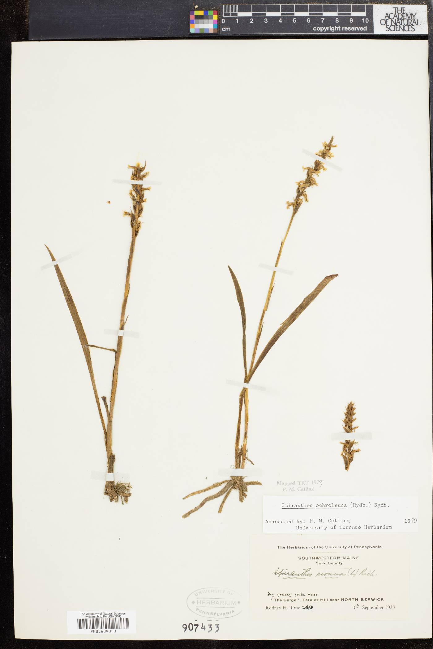 Spiranthes ochroleuca image