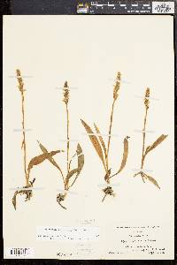 Spiranthes ochroleuca image