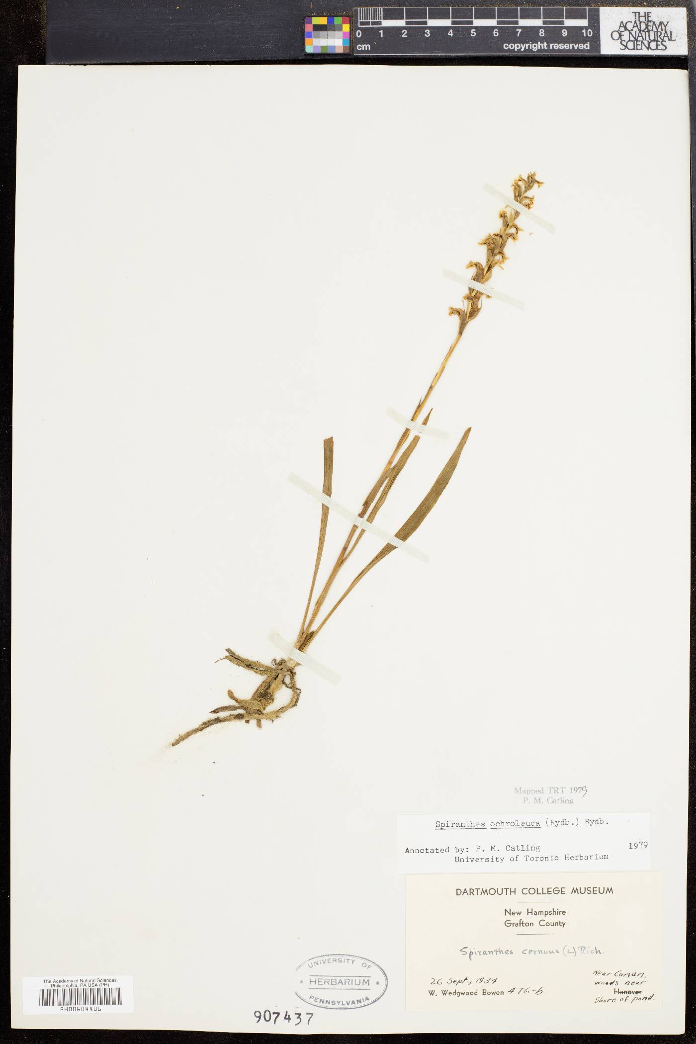 Spiranthes ochroleuca image