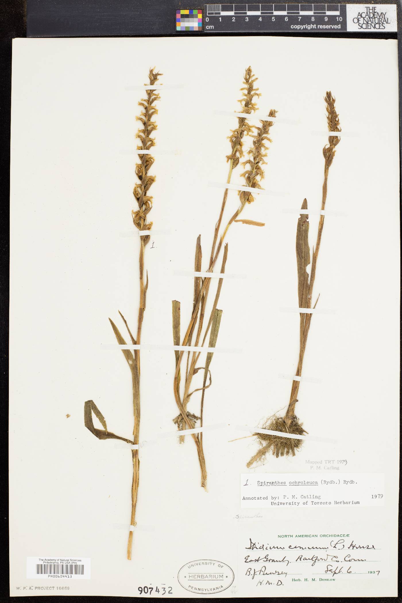 Spiranthes ochroleuca image