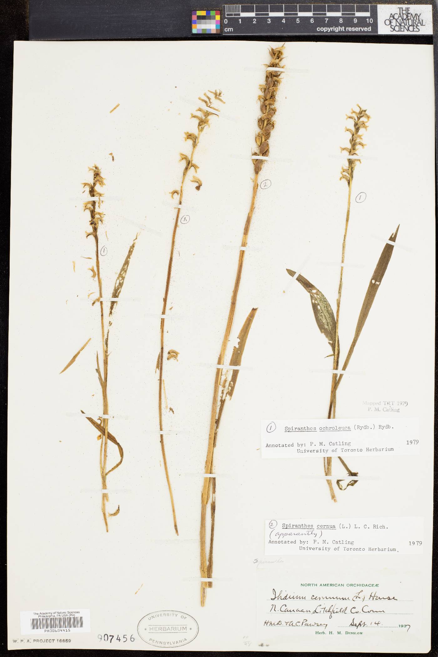 Spiranthes ochroleuca image