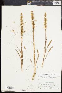 Spiranthes ochroleuca image