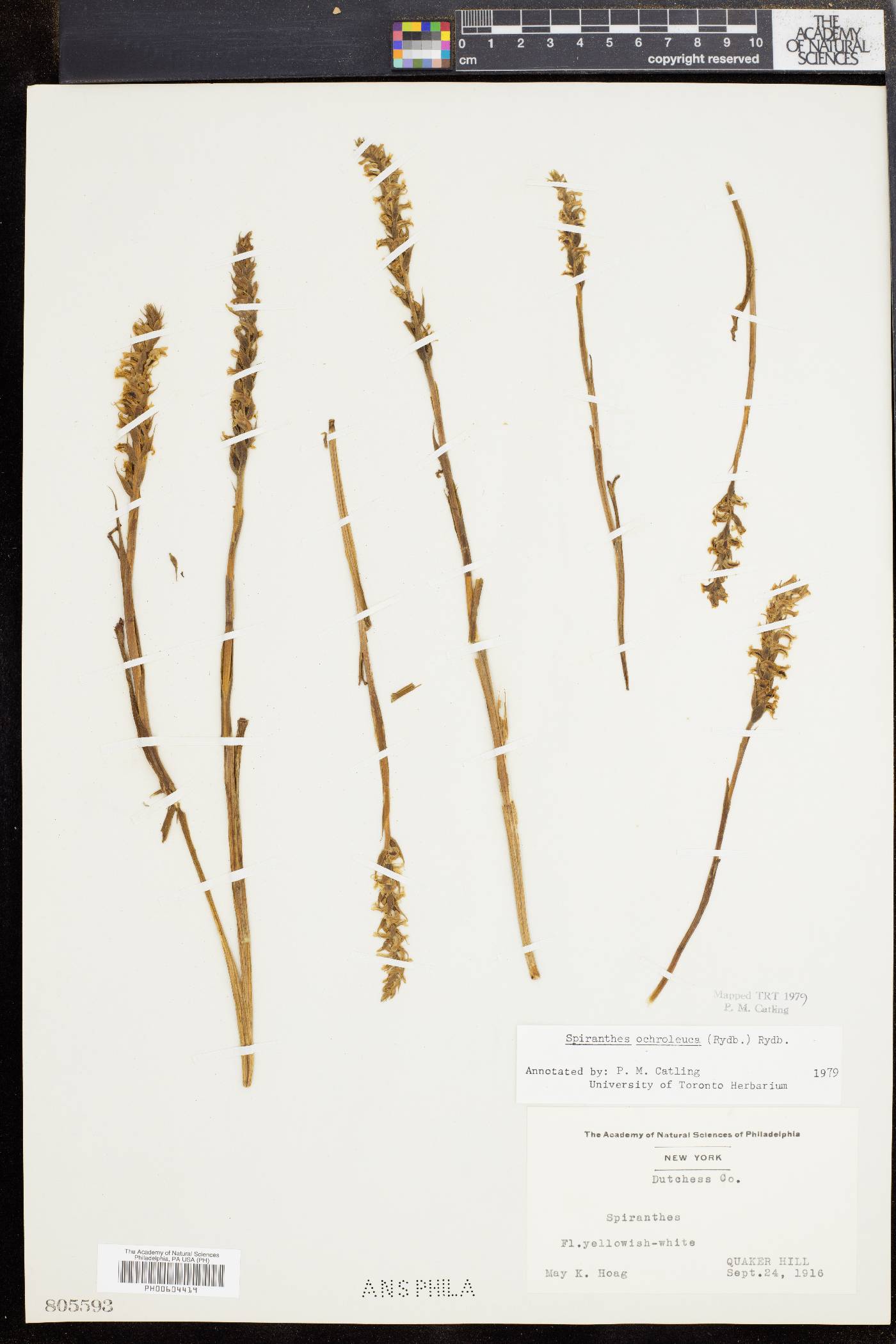 Spiranthes ochroleuca image