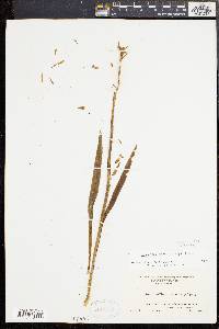 Spiranthes ochroleuca image