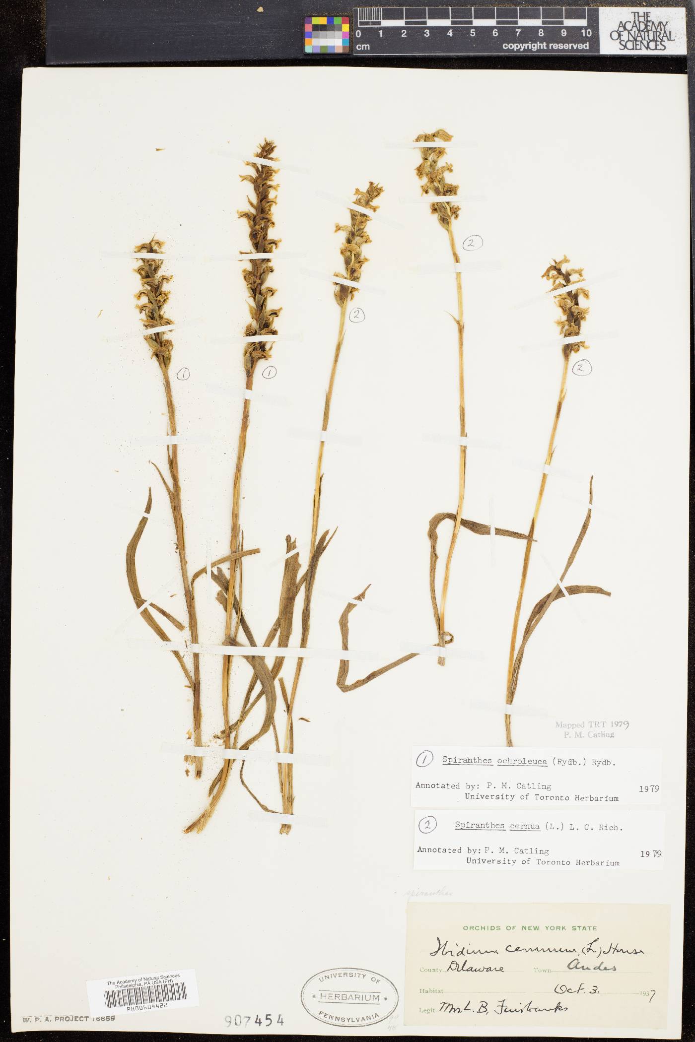 Spiranthes ochroleuca image