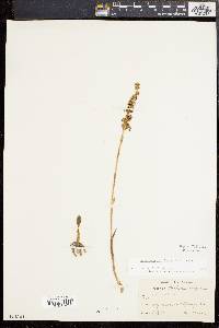 Spiranthes ochroleuca image