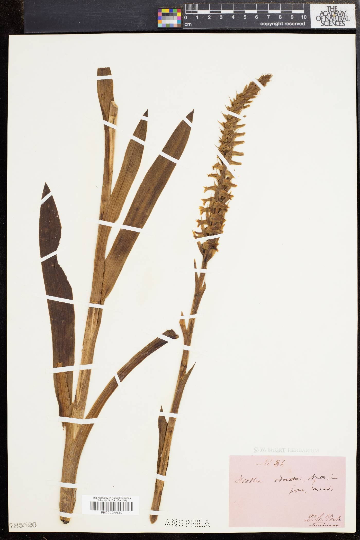 Spiranthes odorata image