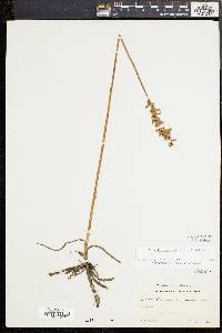 Spiranthes praecox image