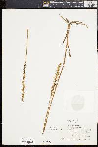 Spiranthes praecox image