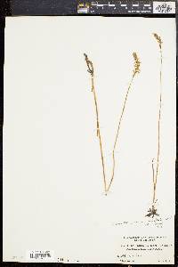 Spiranthes praecox image