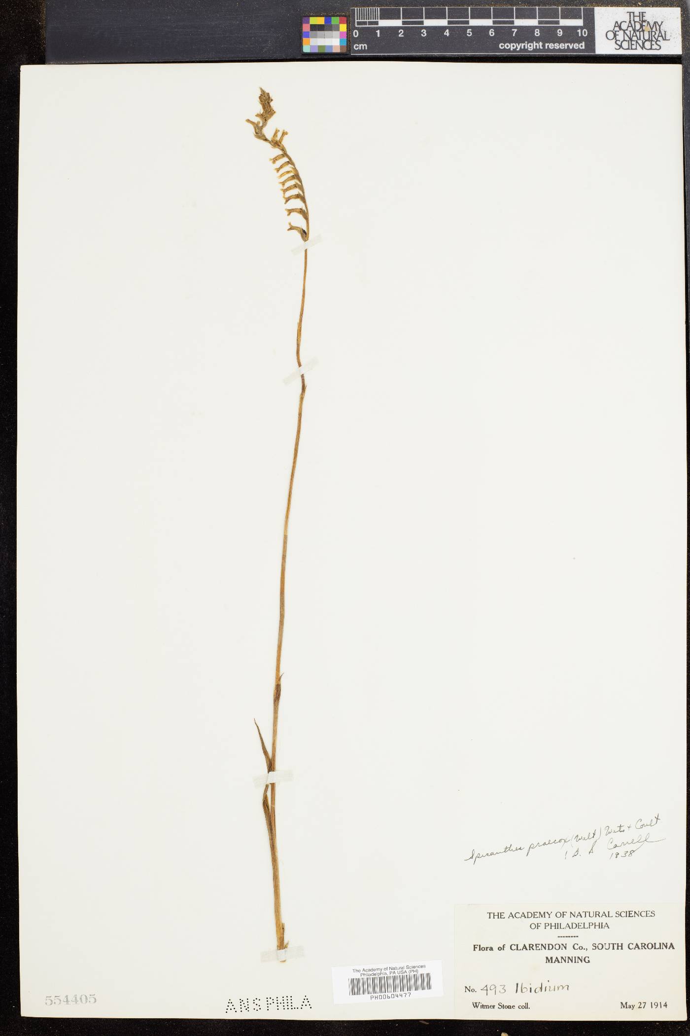 Spiranthes praecox image