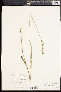 Spiranthes praecox image