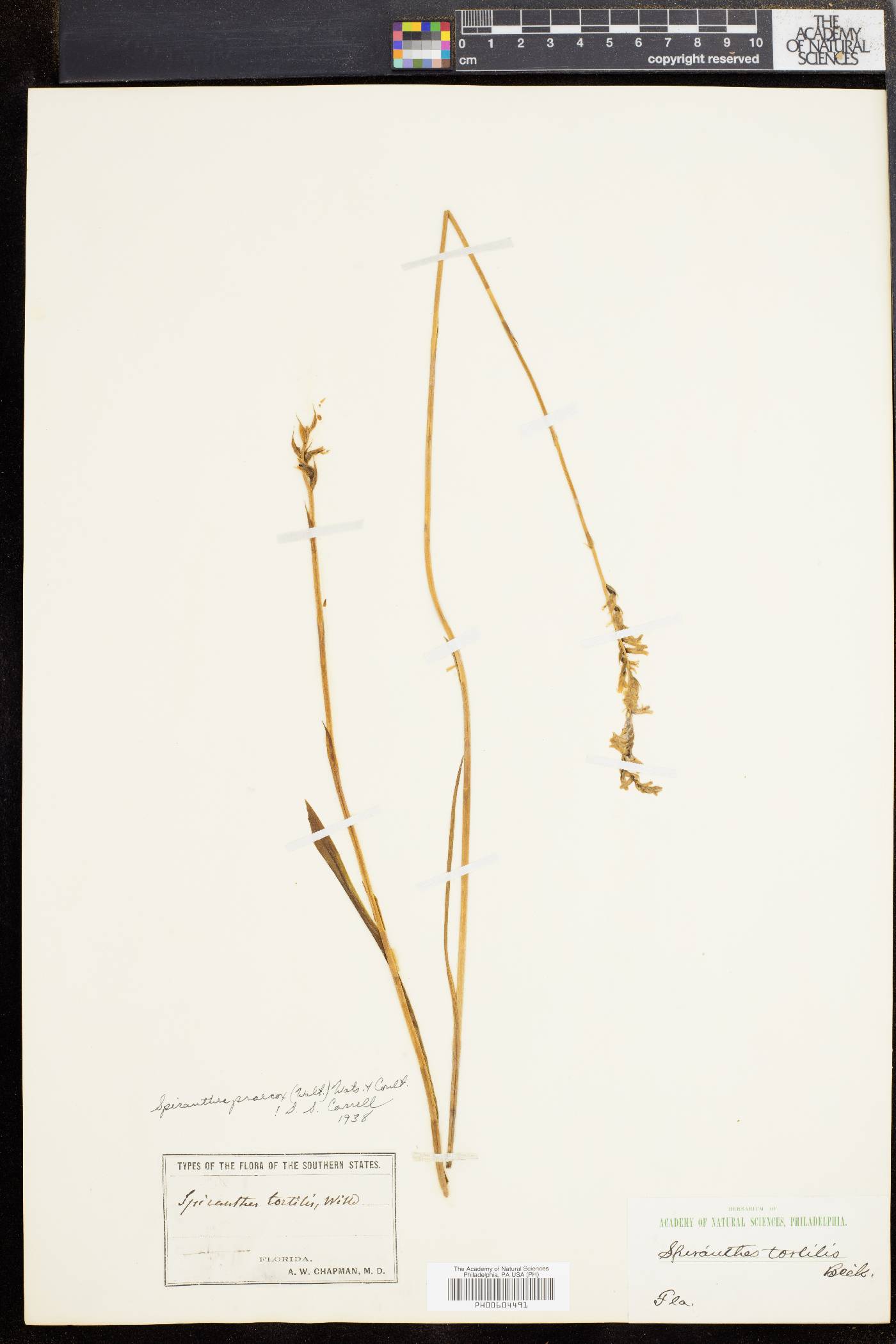 Spiranthes praecox image