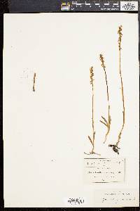 Spiranthes praecox image