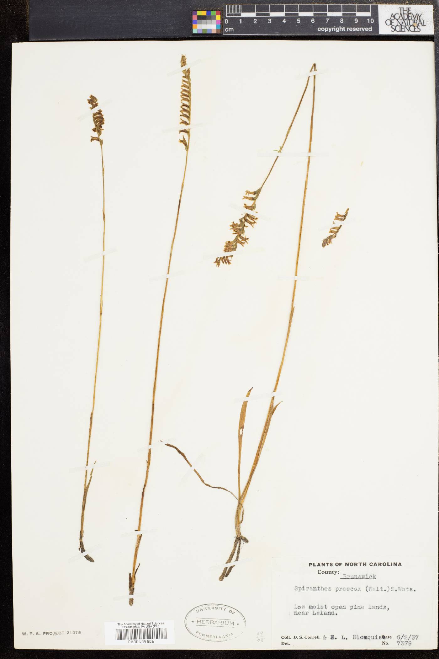 Spiranthes praecox image