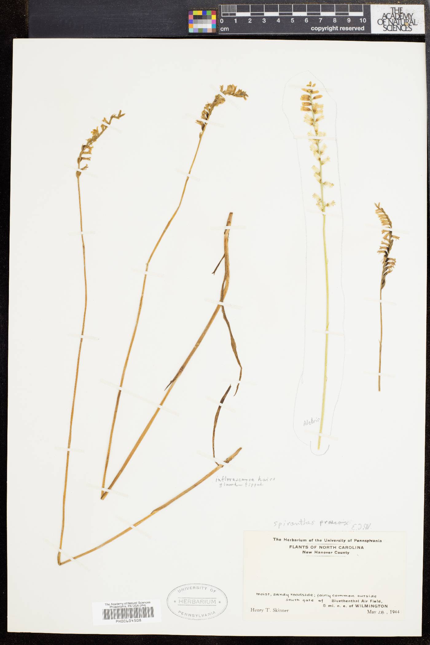 Spiranthes praecox image