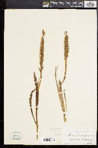 Spiranthes romanzoffiana image