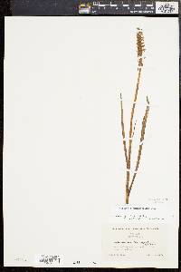 Spiranthes romanzoffiana image