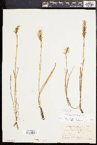 Spiranthes romanzoffiana image