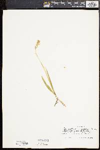 Spiranthes romanzoffiana image