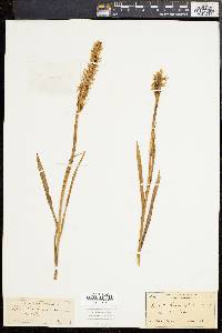 Spiranthes romanzoffiana image