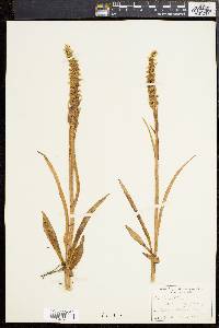 Spiranthes romanzoffiana image