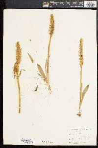 Spiranthes romanzoffiana image