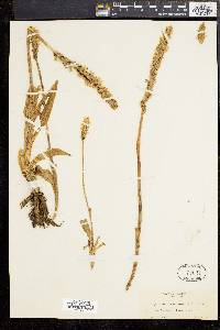 Spiranthes romanzoffiana image