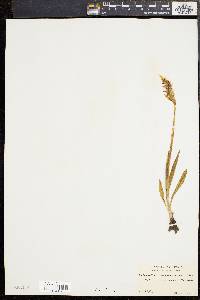 Spiranthes romanzoffiana image