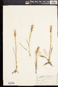 Spiranthes romanzoffiana image