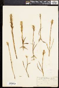 Spiranthes romanzoffiana image