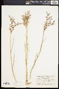 Juncus articulatus image