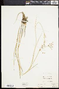 Juncus articulatus image