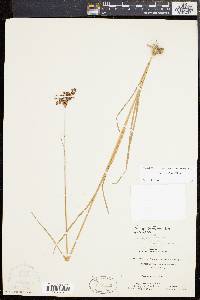 Juncus biflorus image