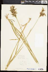 Juncus biflorus image